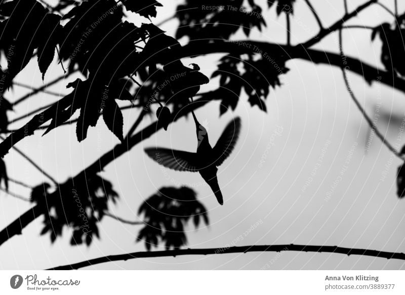 Flying Hummingbird hummingbird Floating Black & white photo Bird Exterior shot Wild animal Nature Animal Deserted Sky Tree branches Freedom Grand piano Beak