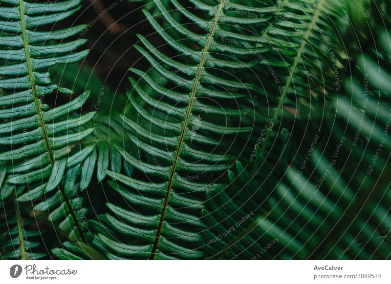 Horizontal background of some textured leafs on a bright green nature closeup drop droplet plant shiny lush new vegetable freshness herb raindrop growth