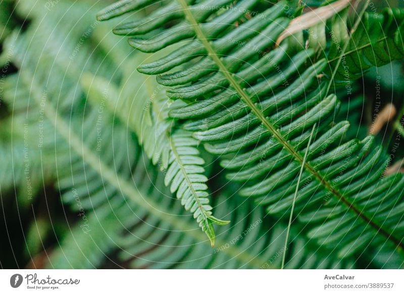 A background of some green light leaves in the forest Nature Close-up Drop Leaf Green droplet Plant Glittering Lush New Vegetable freshness herbaceous raindrops