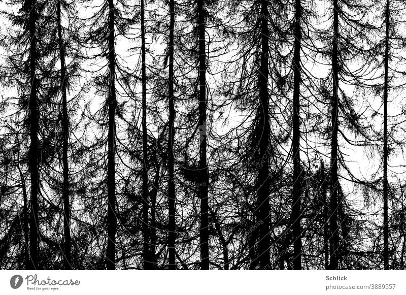 Dead dead larch forest as photograph trees Larch black-and-white photo graphic high contrasts Forest Nature Environment Climate change Tree Landscape