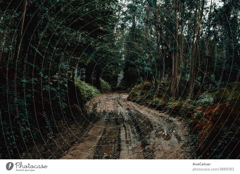 Wide angle shot of a muddy road in the middle of the green rainy forest during autumn awe colorful condition copy-space downloading fantasy harmony horizontal