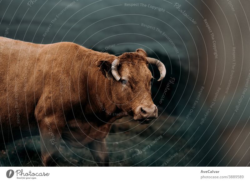 Cow in the middle of the mountains looking straight to camera during a foggy day with mist in the background vitality looking at camera mouth save signal