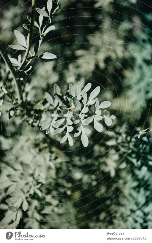 A desaturated green plant over a bright green background nature outdoors close up growth environment springtime tree nobody color image vibrant sunlight exotic