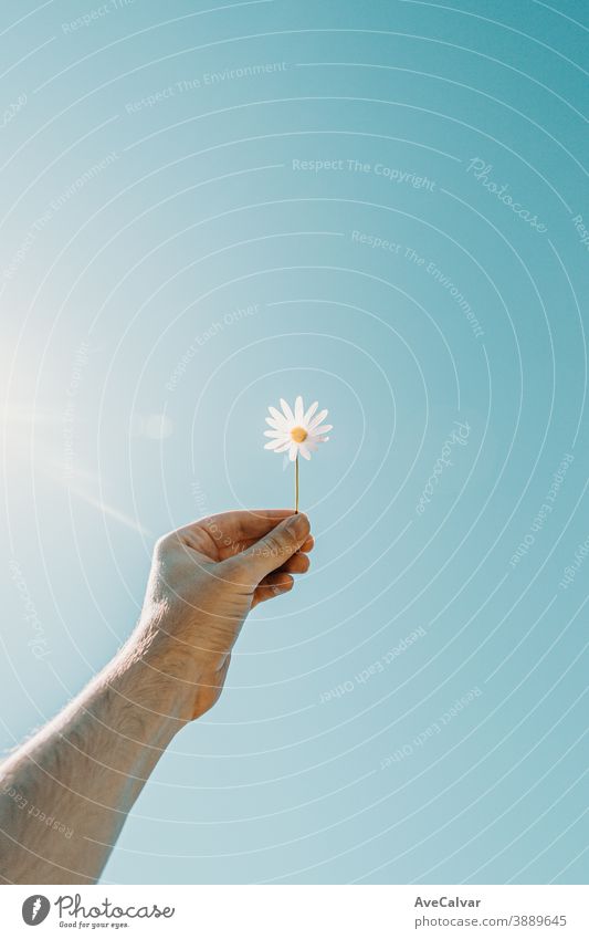 A young hand grabbing a daisy in the air sunflower white beautiful nature closeup white background floral nobody gold oxeye studio shot colours no people