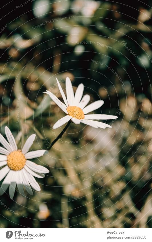 A single daisy showing up during summer sunflower white beautiful nature closeup white background floral nobody gold oxeye studio shot colours no people