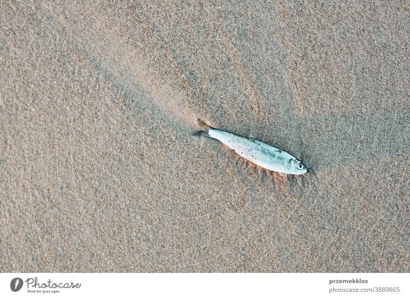 Small dead fish on the beach marine life global poison toxic contaminate dangerous shore death disaster problem pollution ecology polluted sand environment sea