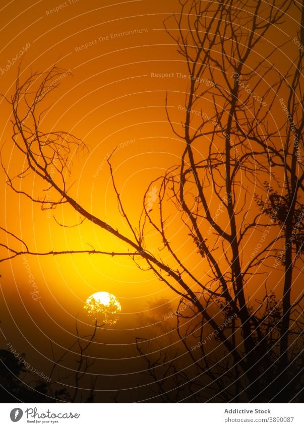 Orange sun in sunset sky in summer orange vivid sundown tree leafless shine sunlight color bright nature harmony idyllic calm flora scenic twilight dusk branch