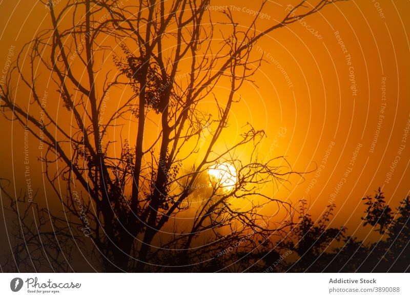 Orange sun in sunset sky in summer orange vivid sundown tree leafless shine sunlight color bright nature harmony idyllic calm flora scenic twilight dusk branch