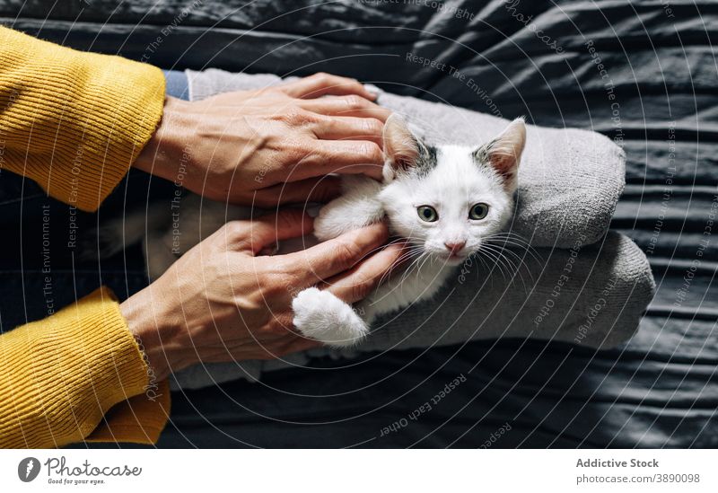 Woman petting little kitten on bed cat owner woman cute play animal domestic adorable feline kitty mammal female companion fluff fur small together love comfort