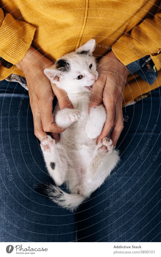 Woman caressing adorable little kitten cat owner love stroke pet woman cute animal domestic feline kitty mammal rest relax together tender hug embrace female