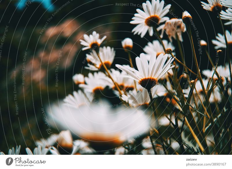 many white daisy flowers seen from below argyranthemum frutescens paris marguerite field perspective without people outdoor close copy space bottom left