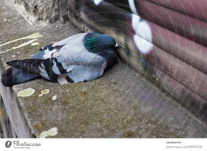 dead pigeon Old building on the outside Fire wall Facade Window House (Residential Structure) Backyard Courtyard Interior courtyard downtown Wall (barrier)