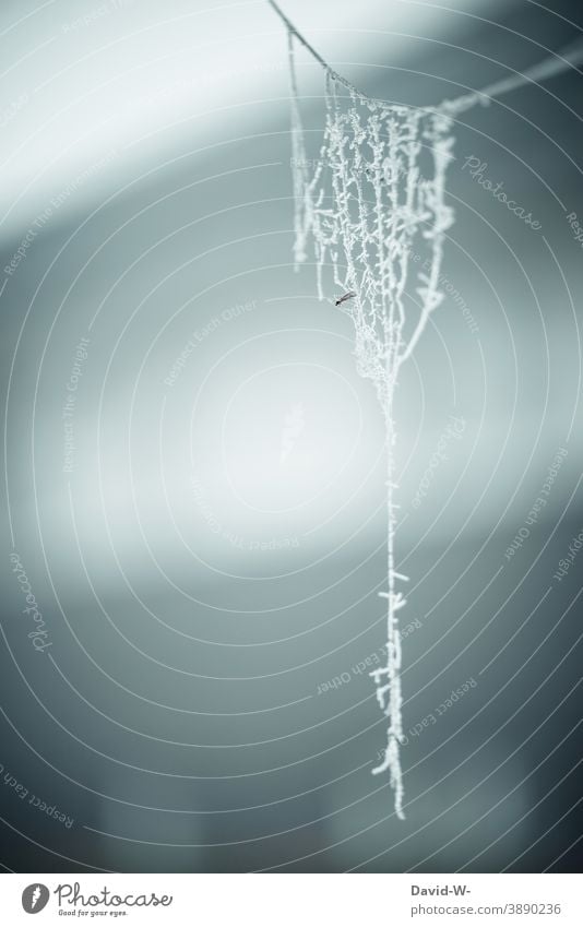 spider's web covered with hoarfrost on a frosty day Frost Winter winter Cold Hoar frost Spider's web Ice Frozen Freeze White