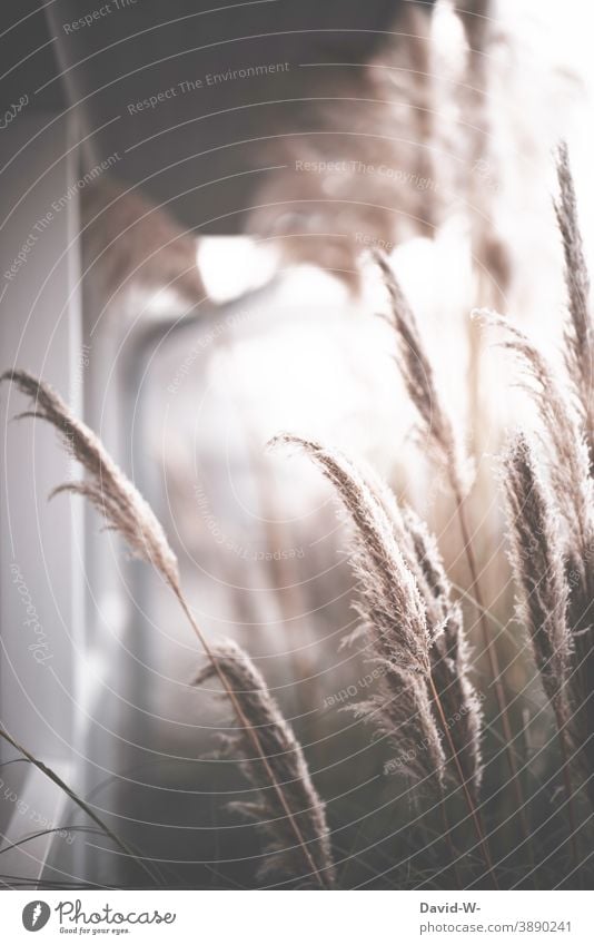 Palm fronds in frost and fog chill icily Fog Winter Cold Freeze White Hoar frost Weather