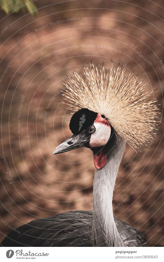 Crowned crane Pride snobbish Bird hairstyle Wig Animal Feather Beak pretty Looking Esthetic Colour Head Elegant Eyes Ornithology Neck Close-up Nature