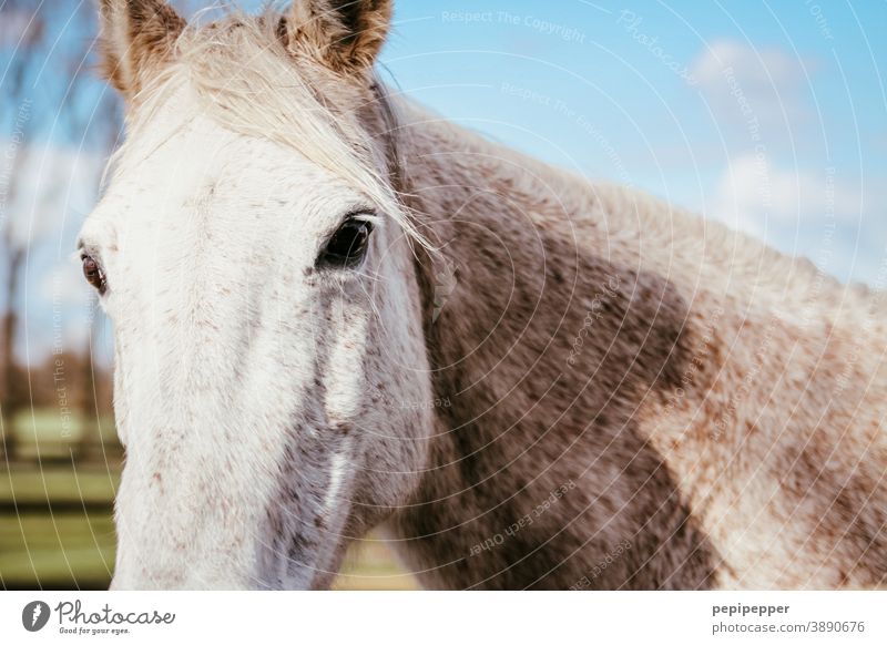 horse Horse Horse's head Animal Prtrait Animal portrait Exterior shot Mane Pony Farm animal Animal face Deserted Sky animal eyes ears Love of animals