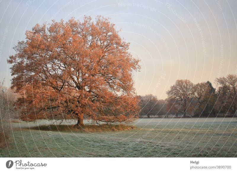 stately oak tree stands on a frosty meadow and is illuminated by the morning sun Tree Oak tree Meadow Frost chill Morning morning mood in the morning Hoar frost