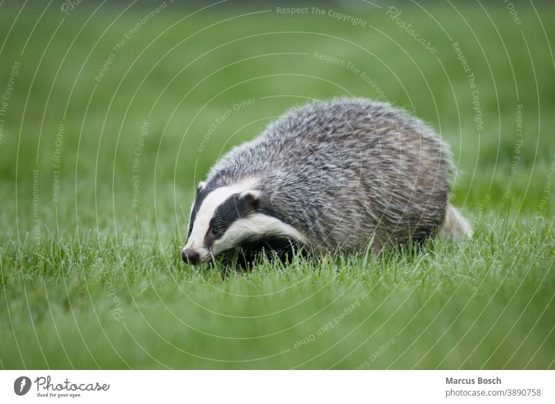 Dachs, Meles meles, European badger Badger Marder Morgen Morgentau Raubtiere europaeischer gestreift gruen marten nass schwarz weiss wet wiese