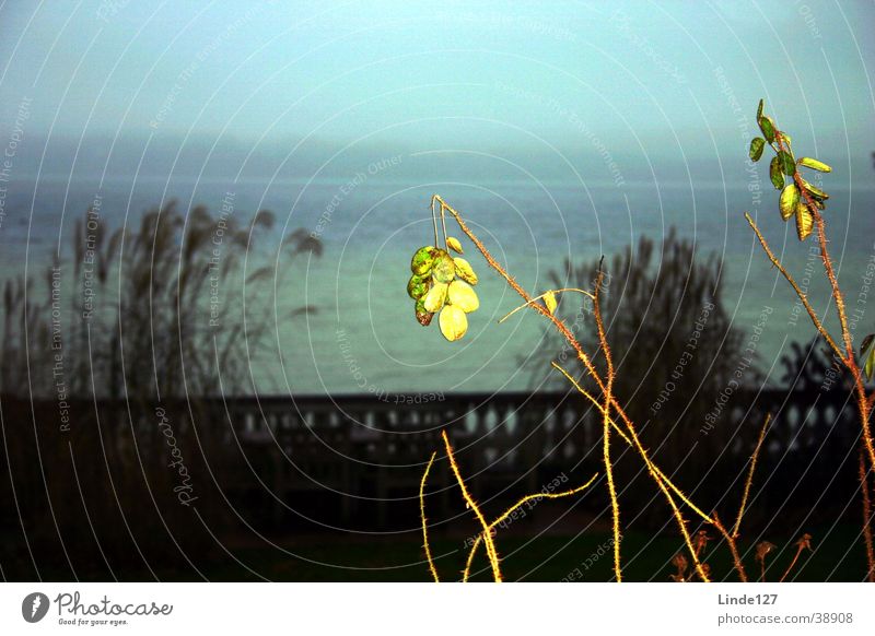 Ammersee Lake Ammer Twilight Autumn Leaf Coast