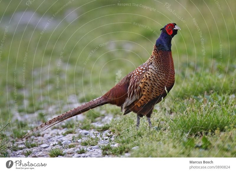 Fasan - Maennchen, Phasianus colchicus, common pheasant - male Common Common Pheasant Edelfasan Gras Huehnervoegel Huehnervogel Kulturlandschaft Portrait Voegel