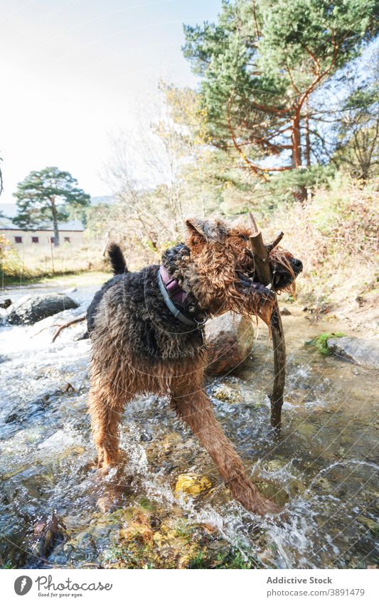 Playful Erdelterier dog with stick in creek play nature wet erdelterier purebred mammal shake splash animal pedigree canine pet breed river season flow joy