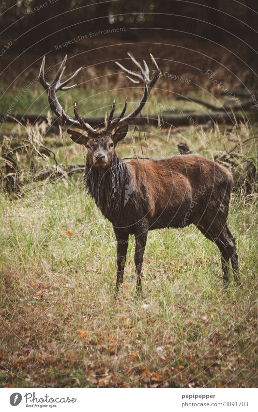 stag Nature Animal Deer Wild animal Cor anglais Exterior shot Colour photo Mammal Forest Meadow Deserted Grass Animal portrait Brown Landscape Roe deer Green