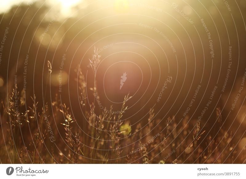 Sunset in May Sunlight Grass blossom grasses Meadow Nature reserve Warm light warm Romance lensflares Landscape Swabian Jura Agriculture untreated Wild