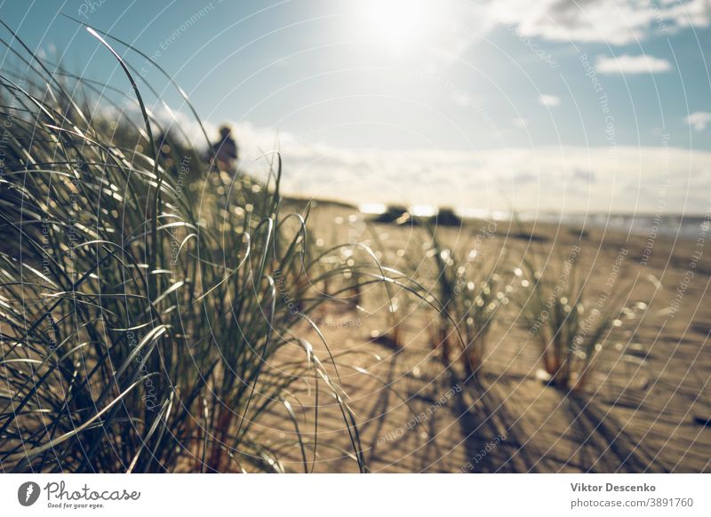 Sand Dunes with Green Grass in Autumn background beach tree water summer nature autumn natural plant outdoor landscape green grass blue sky yellow beautiful