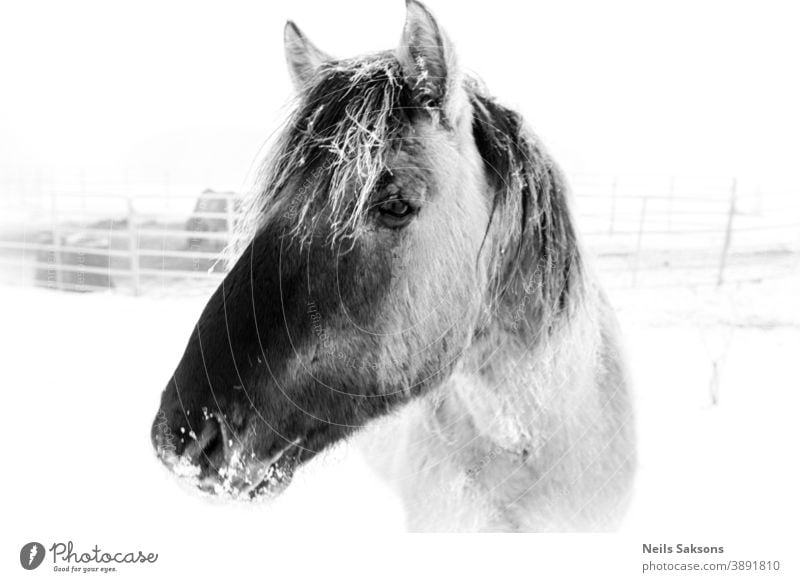 portrait of a horse animal head farm equine stallion nature mane mammal mare wild equestrian eye horses grass pony beauty sky field animals face outdoors