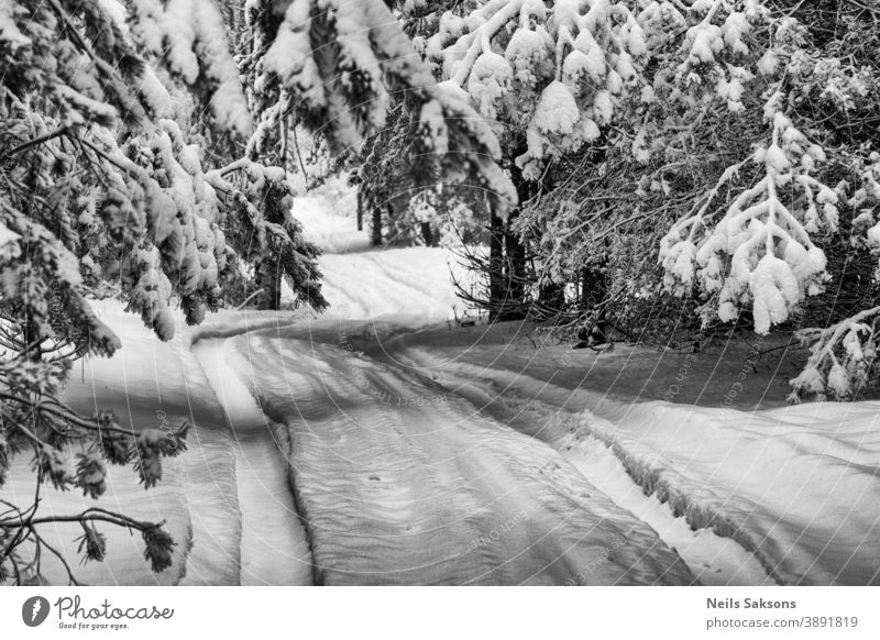 View of wintery landscape after a snow storm in Latvia Background beautiful branches coast cold day forest frost frozen ice icy natural nature outdoor park pine