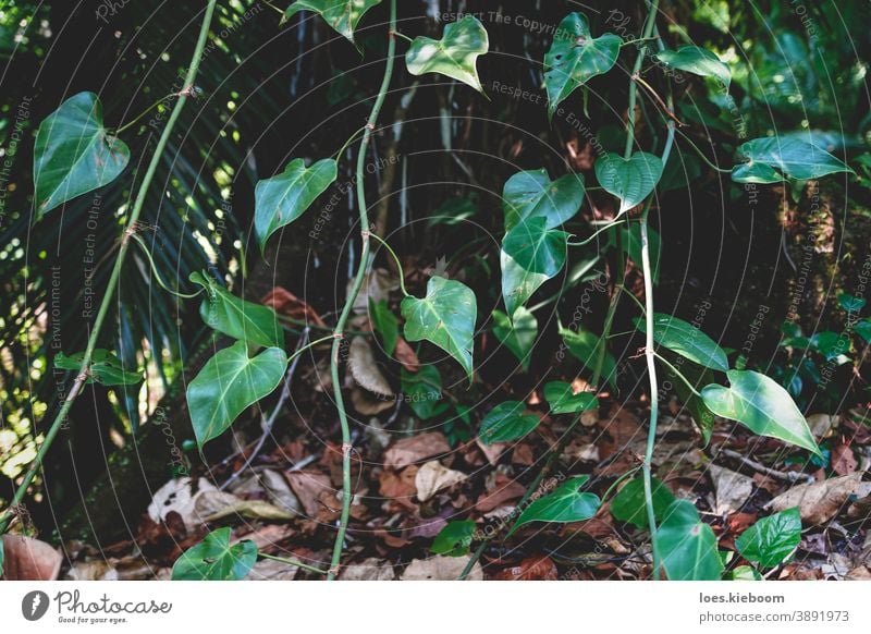 Close up of tropical ivy in exotic forest in Palenque, Chiapas, Mexico jungle mexico nature green tree natural environment outdoor leaf landscape flora