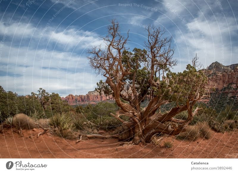 An old tree grows in the red desert landscape between grasses and bushes, in the background a mountain range Landscape Nature Desert Sand stones Plant Tree