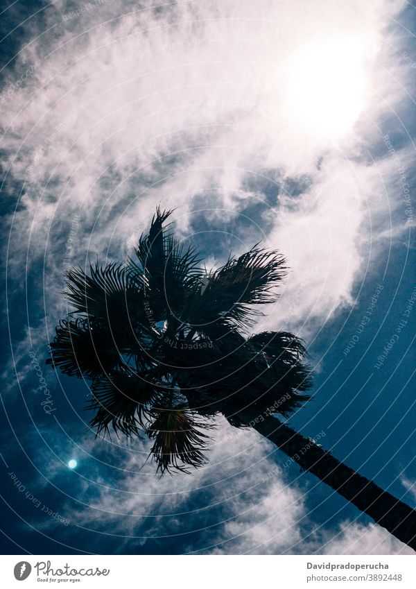 Tall palms against blue sky tree tropical exotic growth sunny summer green cloudy tall scenic harmony vegetate flora branch tranquil idyllic nature peaceful