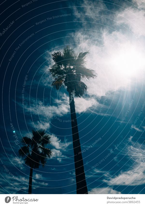 Tall palms against blue sky tree tropical exotic growth sunny summer green cloudy tall scenic harmony vegetate flora branch tranquil idyllic nature peaceful