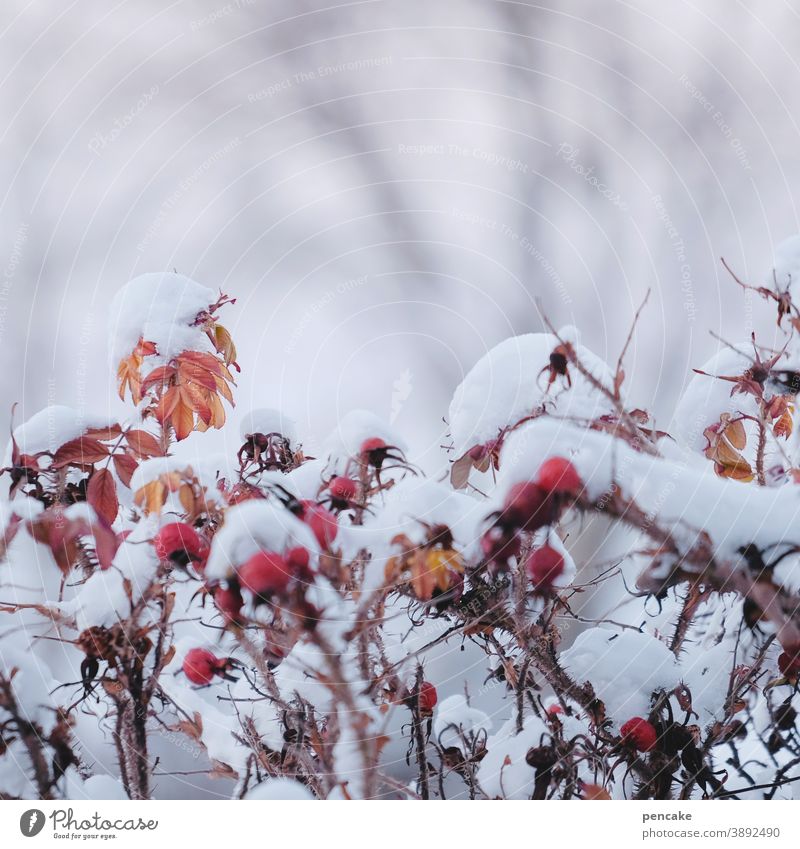 mütze an, kalt! Hagebutten Schnee Winter Mütze schneebedeckt Schneedecke rot weiß Frost Kälte Heckenrose Strauch