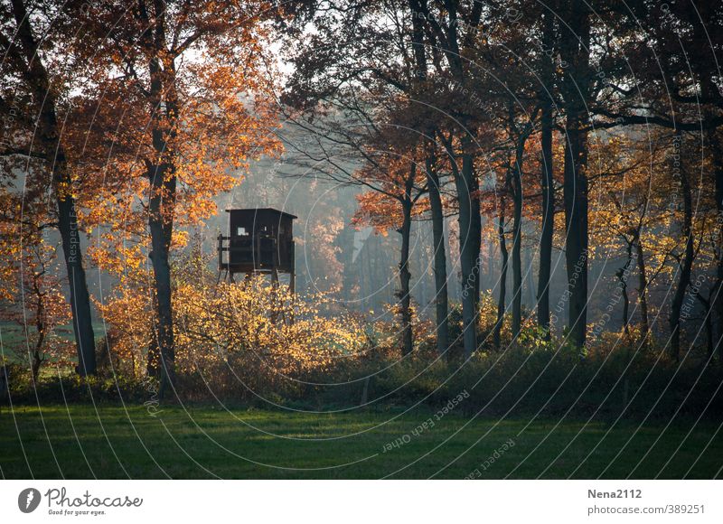 autumn feeling Environment Nature Landscape Elements Earth Autumn Climate Beautiful weather Tree Meadow Field Forest Observe Threat Hunter Hunting Blind Hut