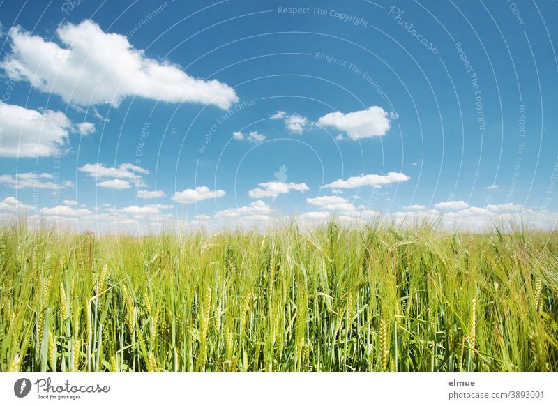 green barley field in the sunshine with fair weather clouds in the blue sky / malting barley / agriculture Barley Grain Immature Deco Clouds Agriculture