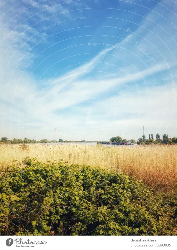 A chat in the cornfield Common Reed reed reed grass reed stalk Bank reinforcement bank waterside area Elbe Water River River bank running waters Water level