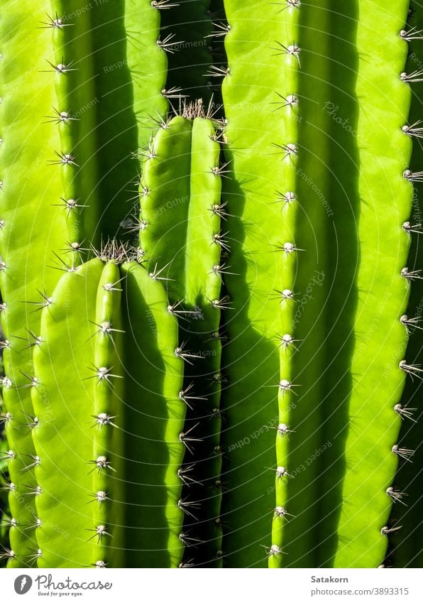 Green background by plump stems and spiky spines of Cereus Peruvianus cactus green succulent plant fresh thorn tree garden closeup nature natural growth desert