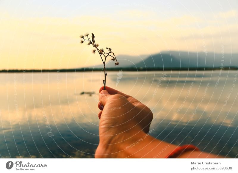 hand holding out flowers to the sunset to show concept of letting go and mental health Finding peace of mind Letting go Moving on Supporting mental health