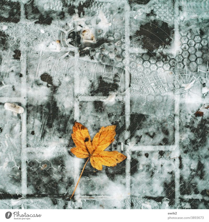 Tracks in the snow Snow Leaf Environment Contrast Detail Close-up Exterior shot Subdued colour Colour photo Transience Old Sidewalk Autumnal colours