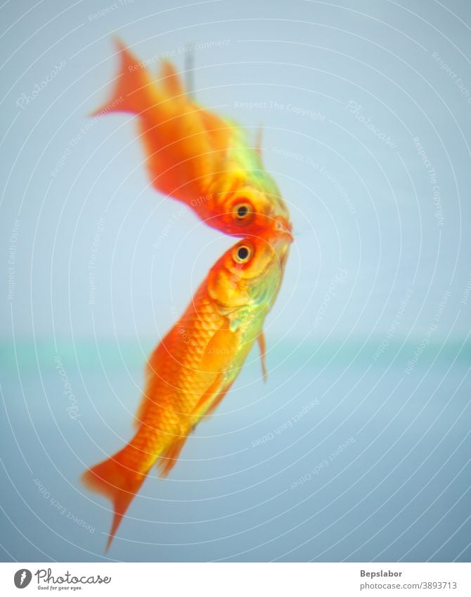 Goldfish reflected in the water goldfish red fish underwater reflection animal aquarium aquatic background orange colorful exotic exploration explore marine