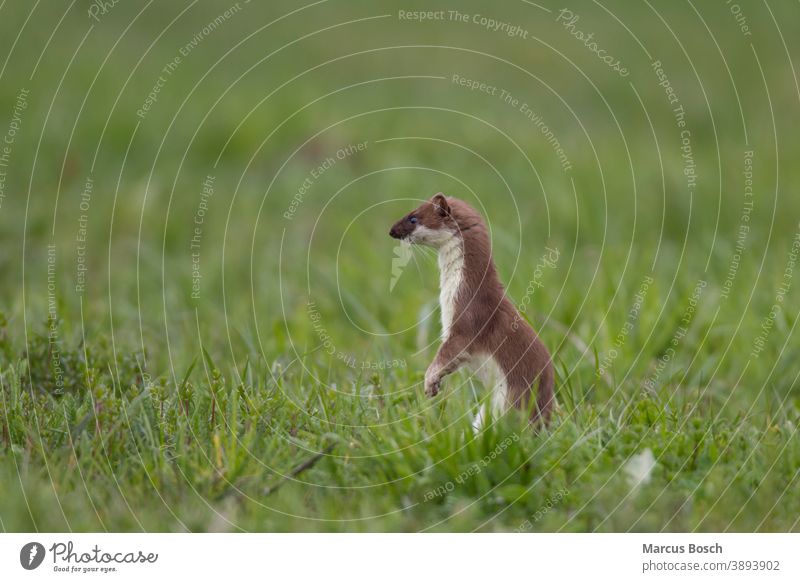 Hermelin, Mustela erminea, stoat Großes Wiesel Hermeline Kurzschwanzwiesel Marder Raubtier Raubtiere Saeugetier Saeugetiere aufmerksam aufrecht augen blick