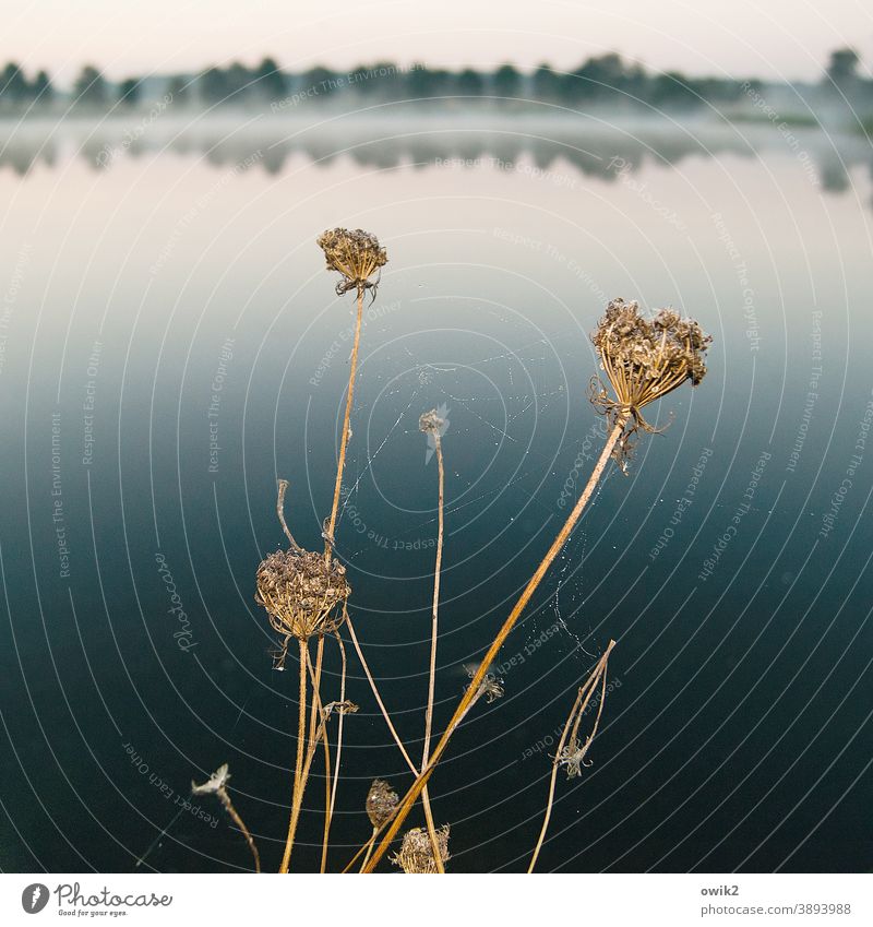 yarrow wide Calm Beautiful weather Cloudless sky Horizon stalks Surface of water Plant Sunlight Reflection Landscape Lakeside Panorama (View) Light tranquillity