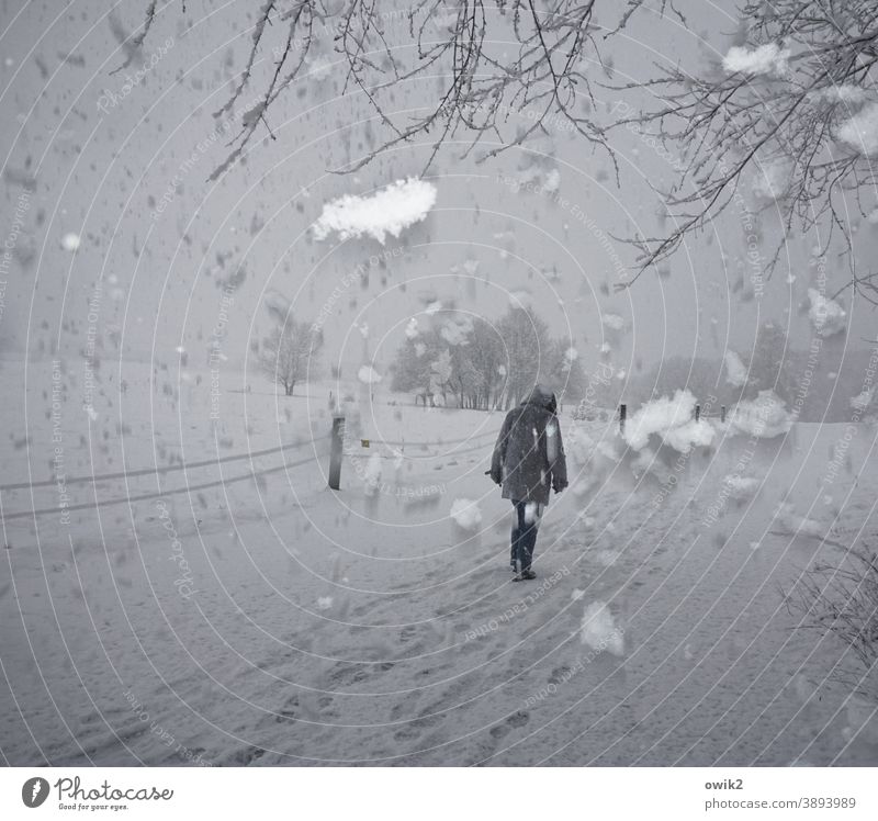 fresh snow Winter Snow Snowfall snowflakes Flash photo Crazy a lot Muddled Cold Exterior shot Tree Nature Environment Branch Sky Landscape Idyll Peaceful