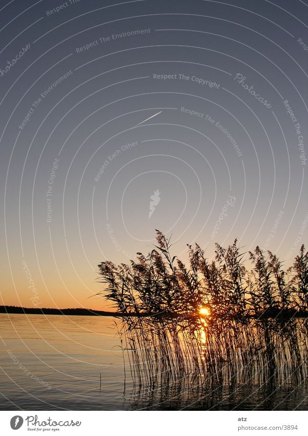 Sunset at the lake through reeds Common Reed Lake Vapor trail Sweden Water