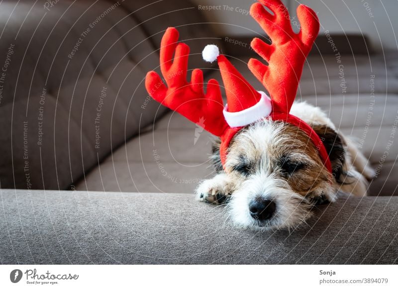 Small terrier dog with red reindeer antlers sleeping on a sofa Dog Terrier Christmas Reindeer antlers Head Sleep couch tired Humor Pet Cute Animal Funny