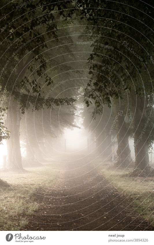 Avenue between rows of trees in the morning mist Nature awakening early Lanes & trails Tree Perspective Direction Fog Soft Diffuse poetry Autumn Calm