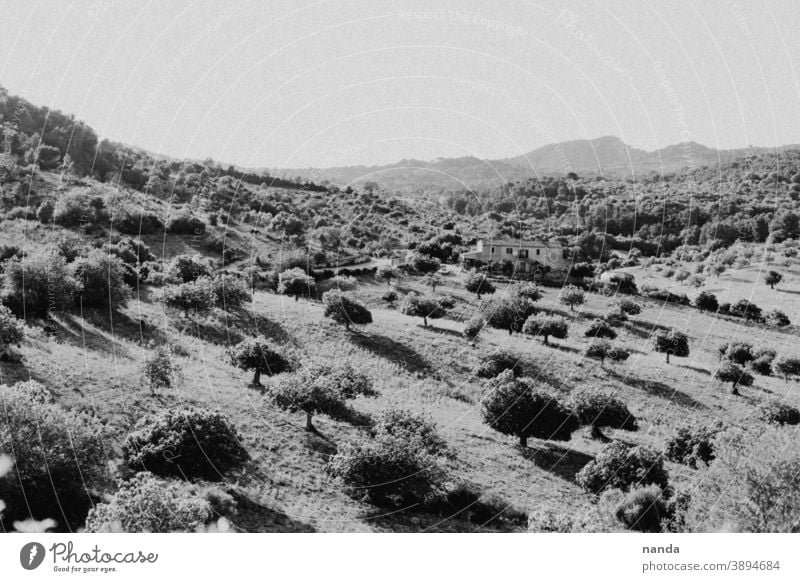 Landscape Mallorca Mountains mountains Majorca Tree trees Black & white photo Nature Sky Exterior shot Deserted Environment Plant Contrast Shadow Hill