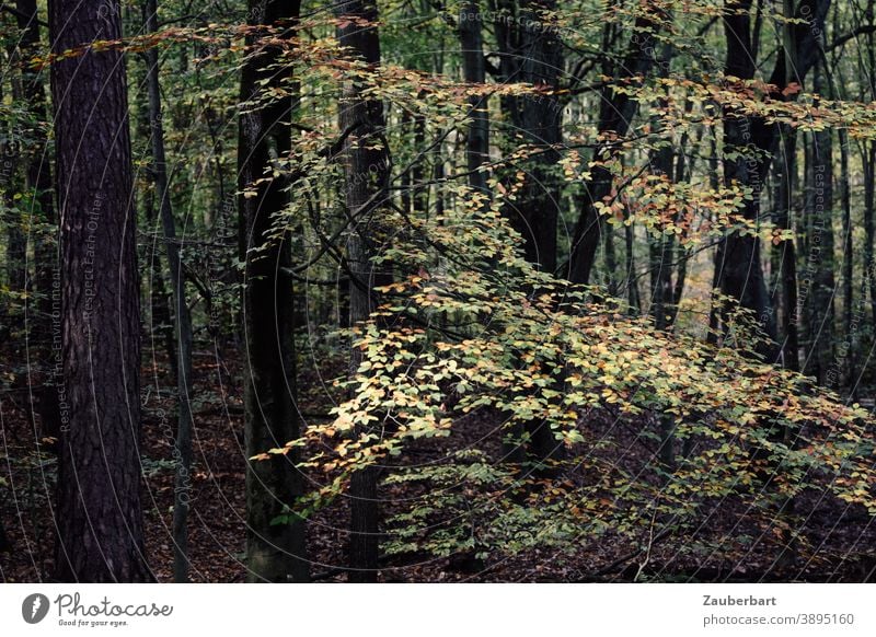 Deciduous forest in autumn Forest Autumn Yellow Green Nature Tree Leaf Brown Autumn leaves Automn wood Autumnal Autumnal colours